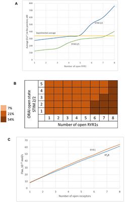 Three-Dimensional Model of Sub-Plasmalemmal Ca2+ Microdomains Evoked by T Cell Receptor/CD3 Complex Stimulation